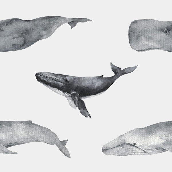 Whales of the Ocean Pattern