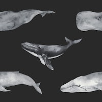 Majestic Whales Pattern wallpaper