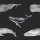 Majestic Whales Pattern