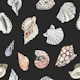 Elegant Seashell Pattern