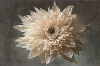 Dry Flower Elegance tapet