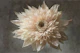 Dry Flower Elegance