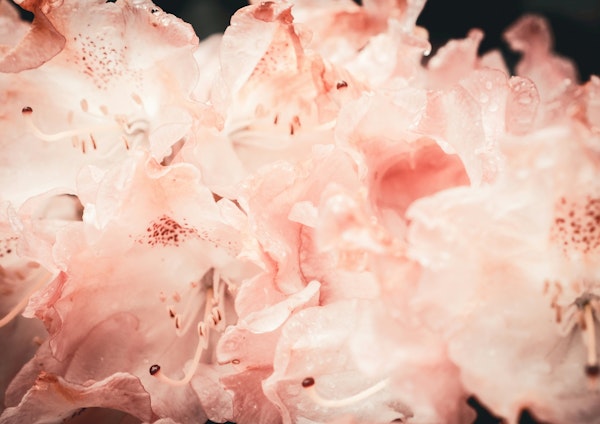 Delicate Floral Fantasy