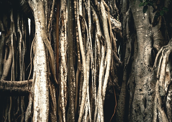 Ancient Woodland Trunks