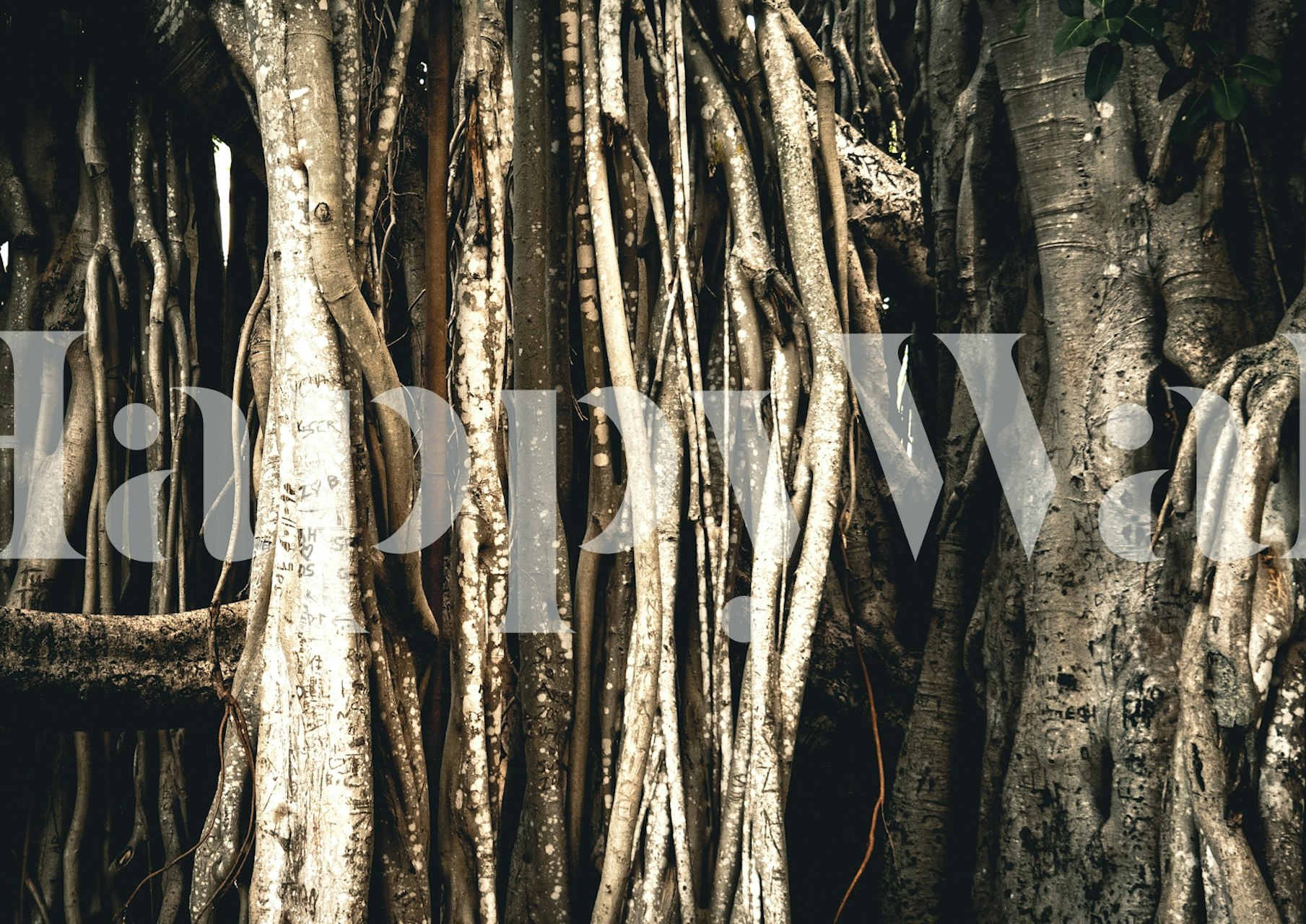 Ancient Woodland Trunks wallpaper in a room