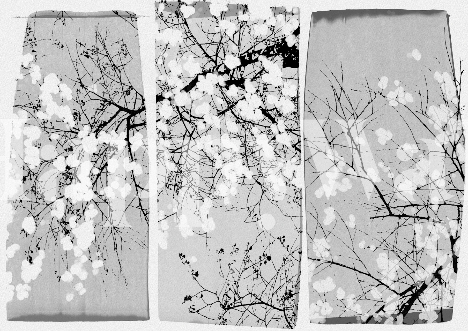 Cherry blossom branches in black and white wallpaper