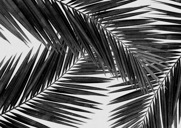 Palm Leaf Black & White III