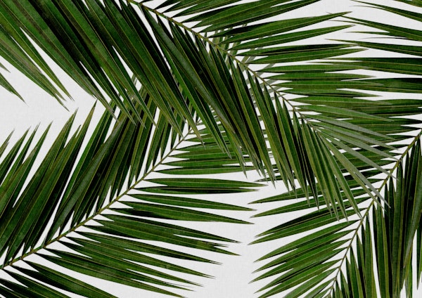 Palm Leaf III