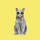 Summer Cat