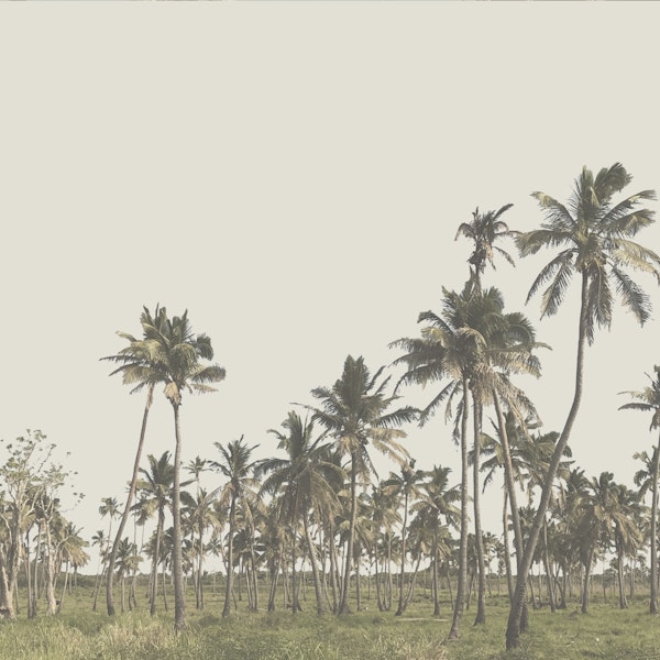 Palmtrees Tonga