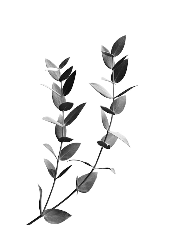 Minimal Eucalyptus Dream 1