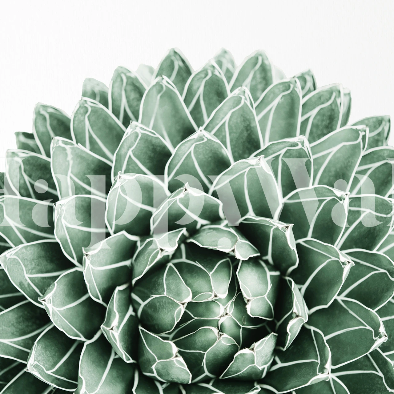 Succulent splendour wallpaper design