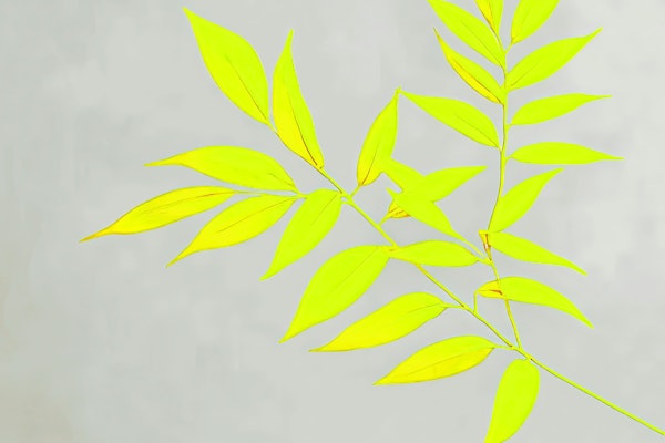Yellow Fluor Leaves