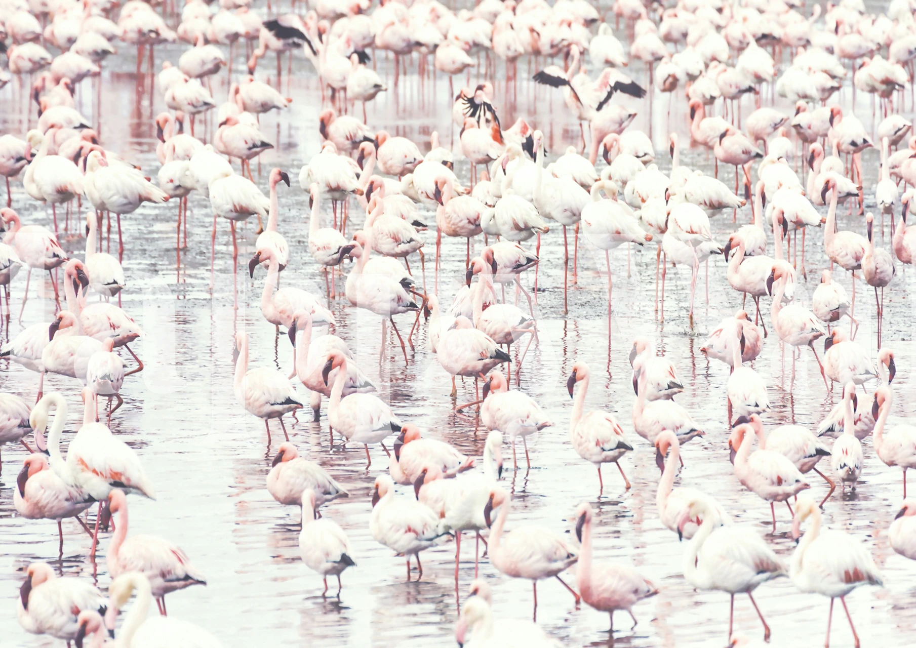 Pink flamingos standing in water, floral pattern wall mural