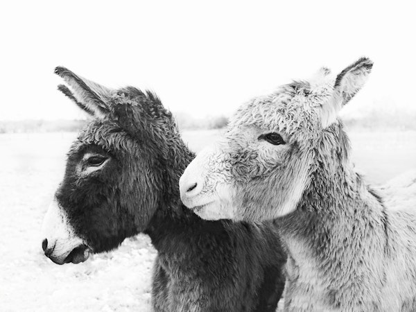 Donkey Love