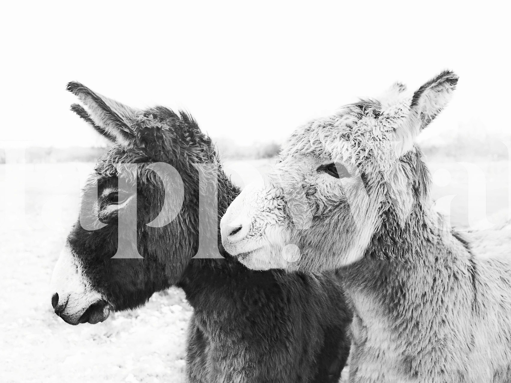 Two donkeys in black and white portrait wallpaper