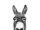 Peeking Donkey BW