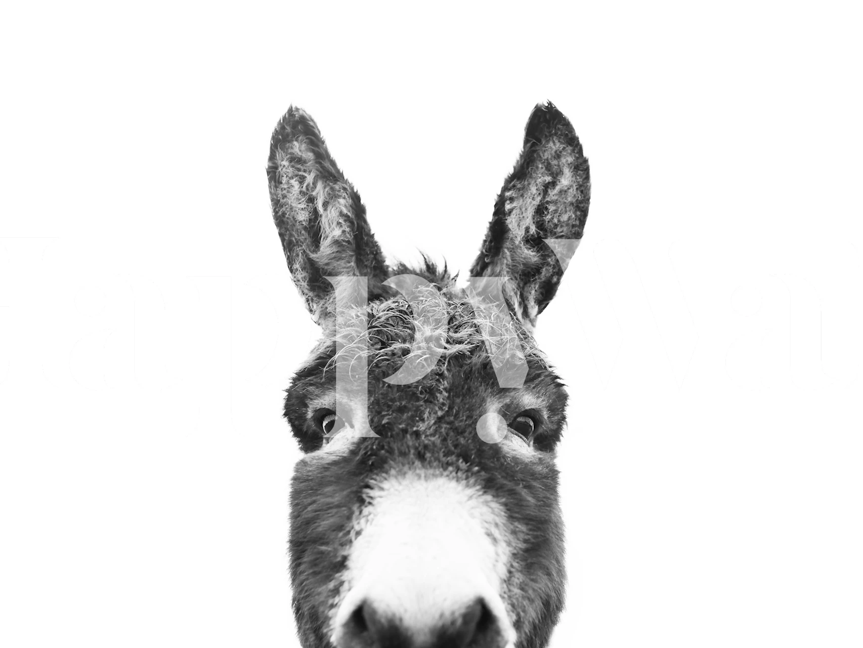 Black and white donkey wallpaper design