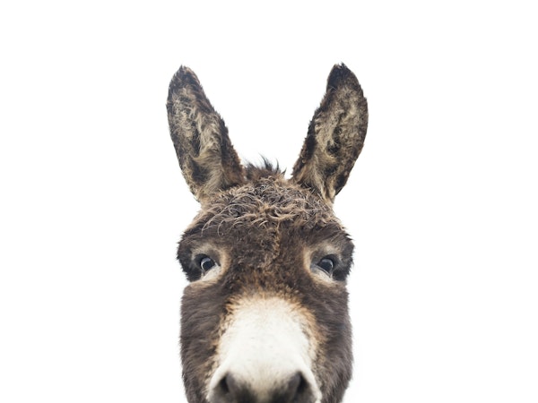 Peeking Donkey