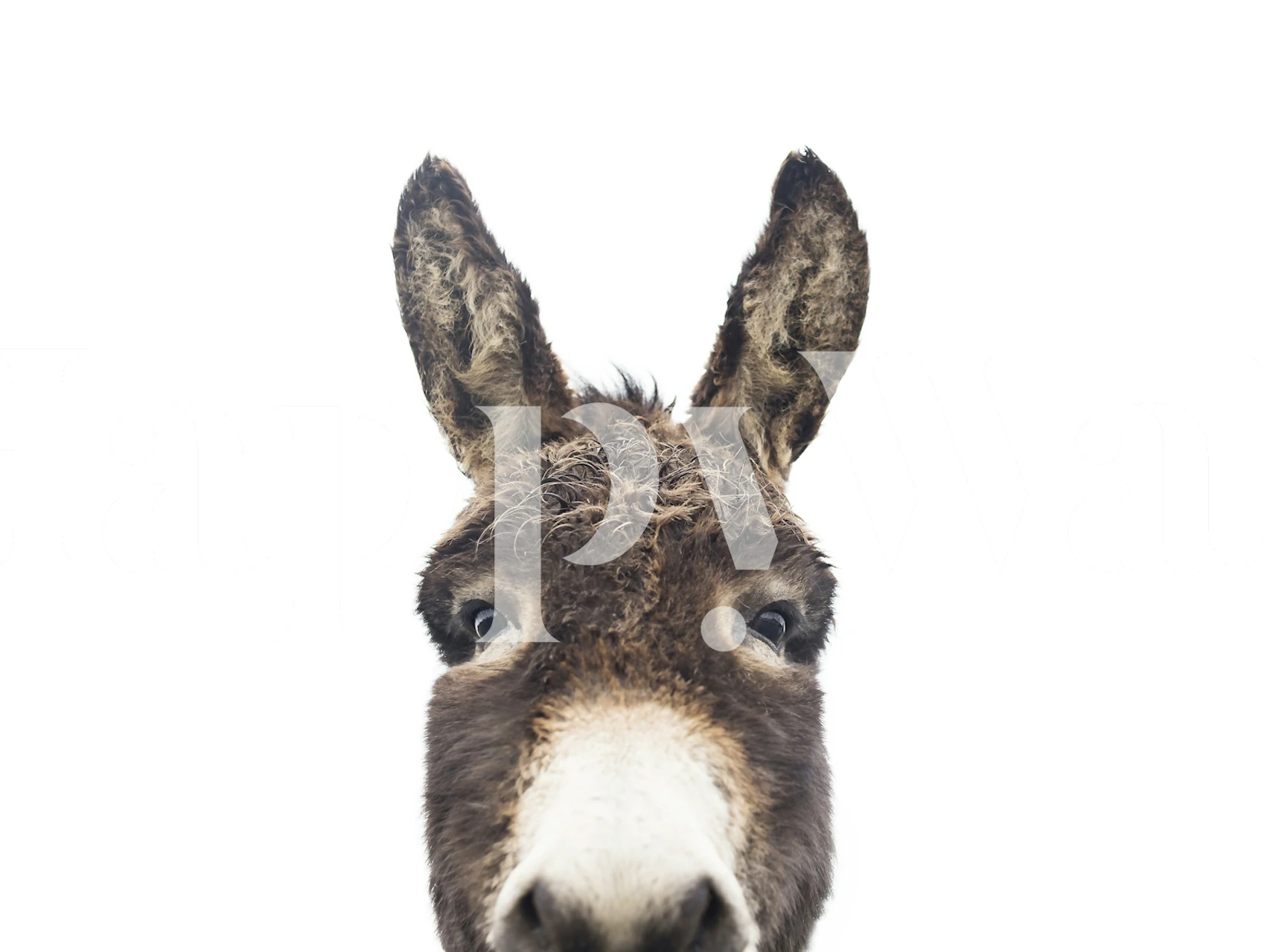 Close-up of a donkey's face, brown fur and white background wallpaper