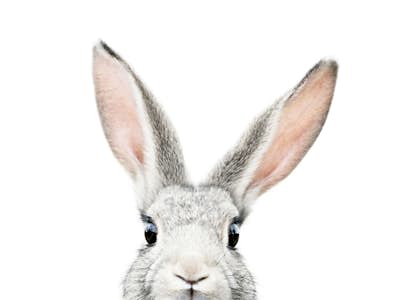 Τοιχογραφία