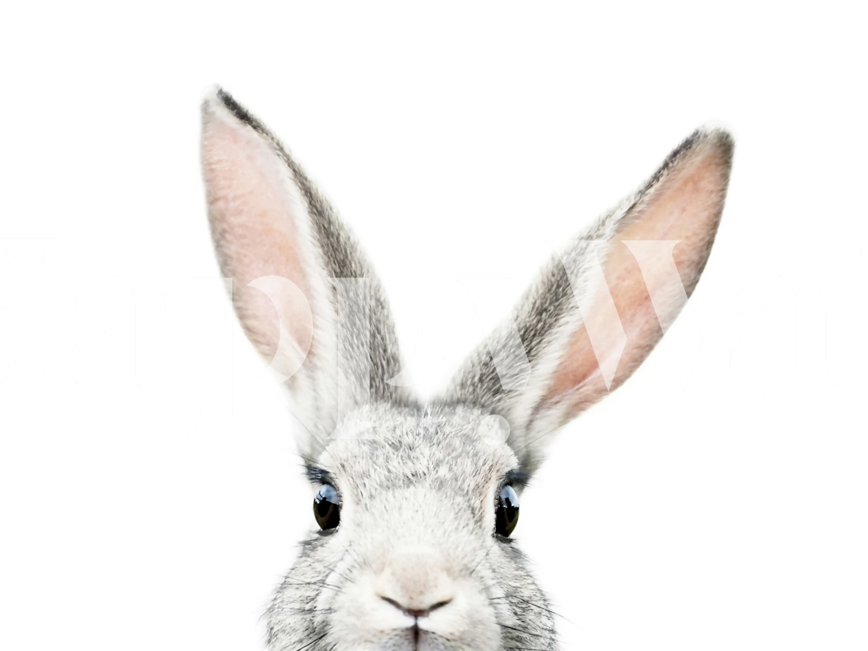 Peeking Bunny wallpaper displayed in a room