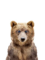 Baby Bear tapete