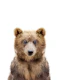 Baby Bear