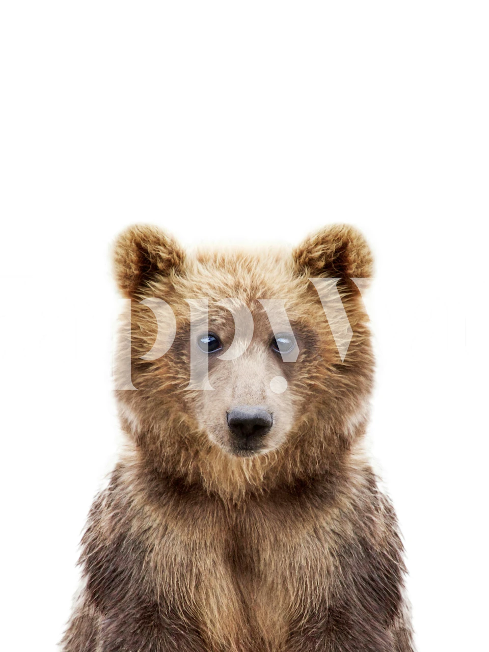 Cute baby bear portrait, brown tones, animal wallpaper