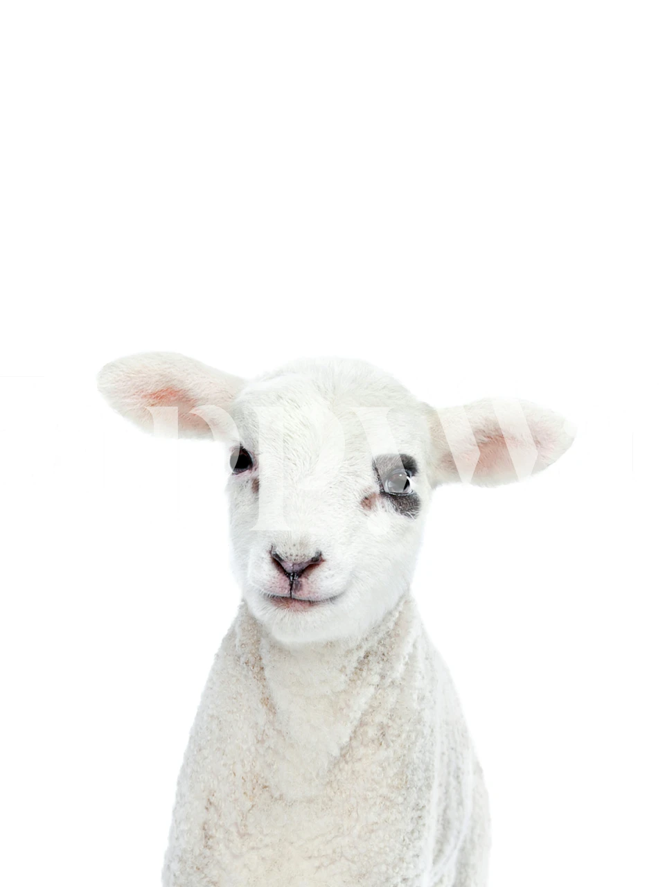 Diseño de papel pintado Baby Lamb en una habitación