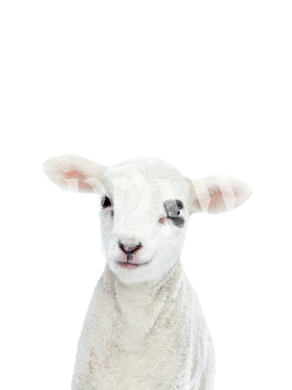 Baby lamb wallpaper design in a room