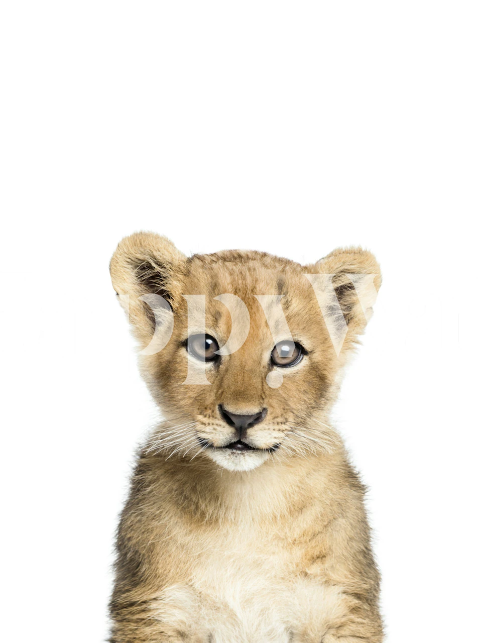 Baby lion cub with big eyes on white background wallpaper