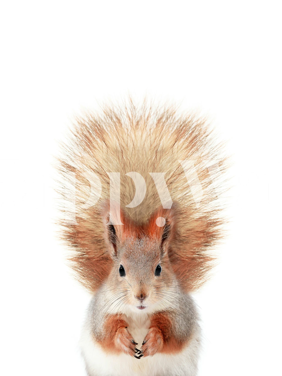 Baby squirrel wallpaper in a room setting