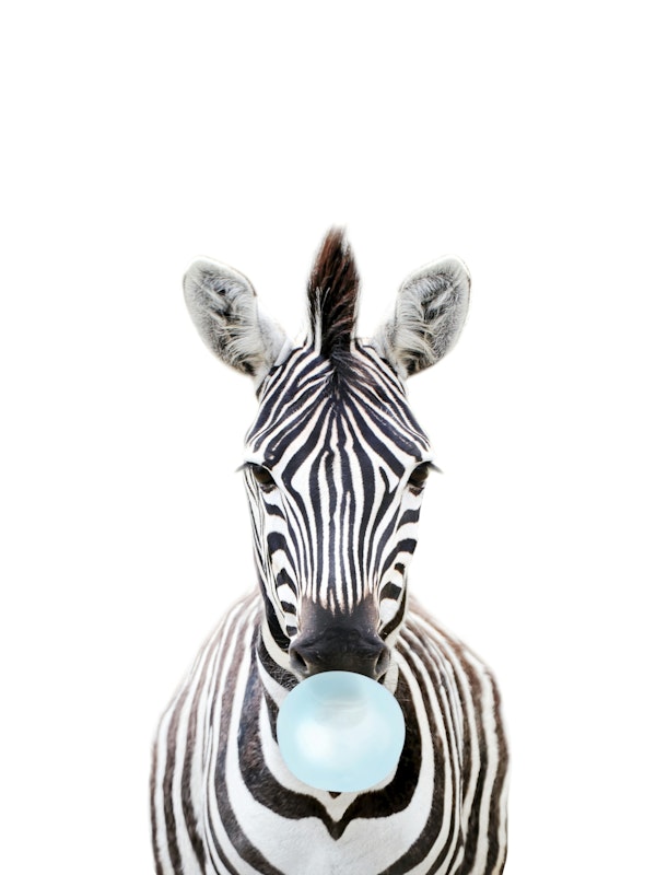 Baby Zebra Bubble Gum