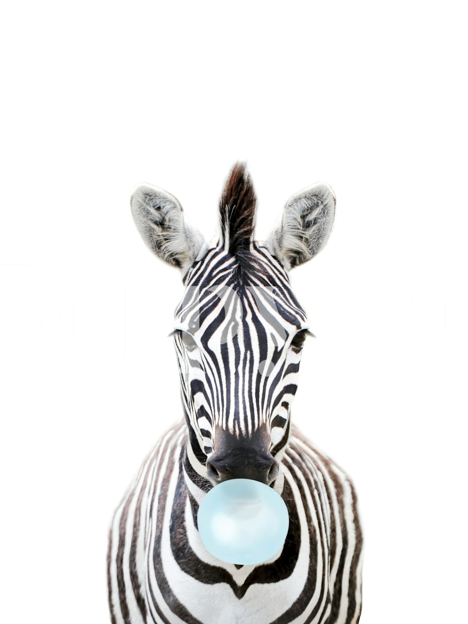 Baby Zebra dmuchający gumę do żucia jako tapeta