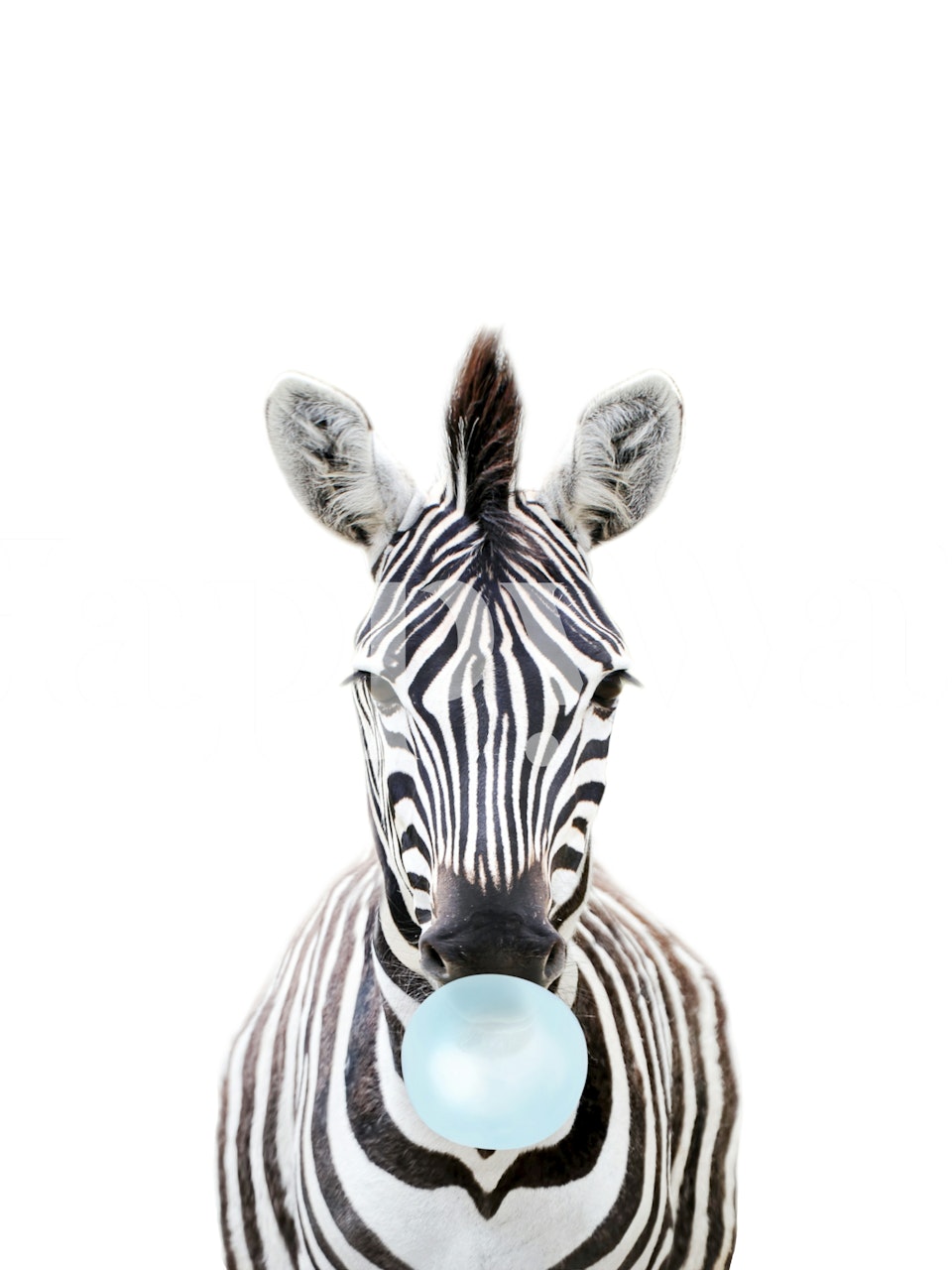 Baby zebra blowing bubblegum in black and white wallpaper