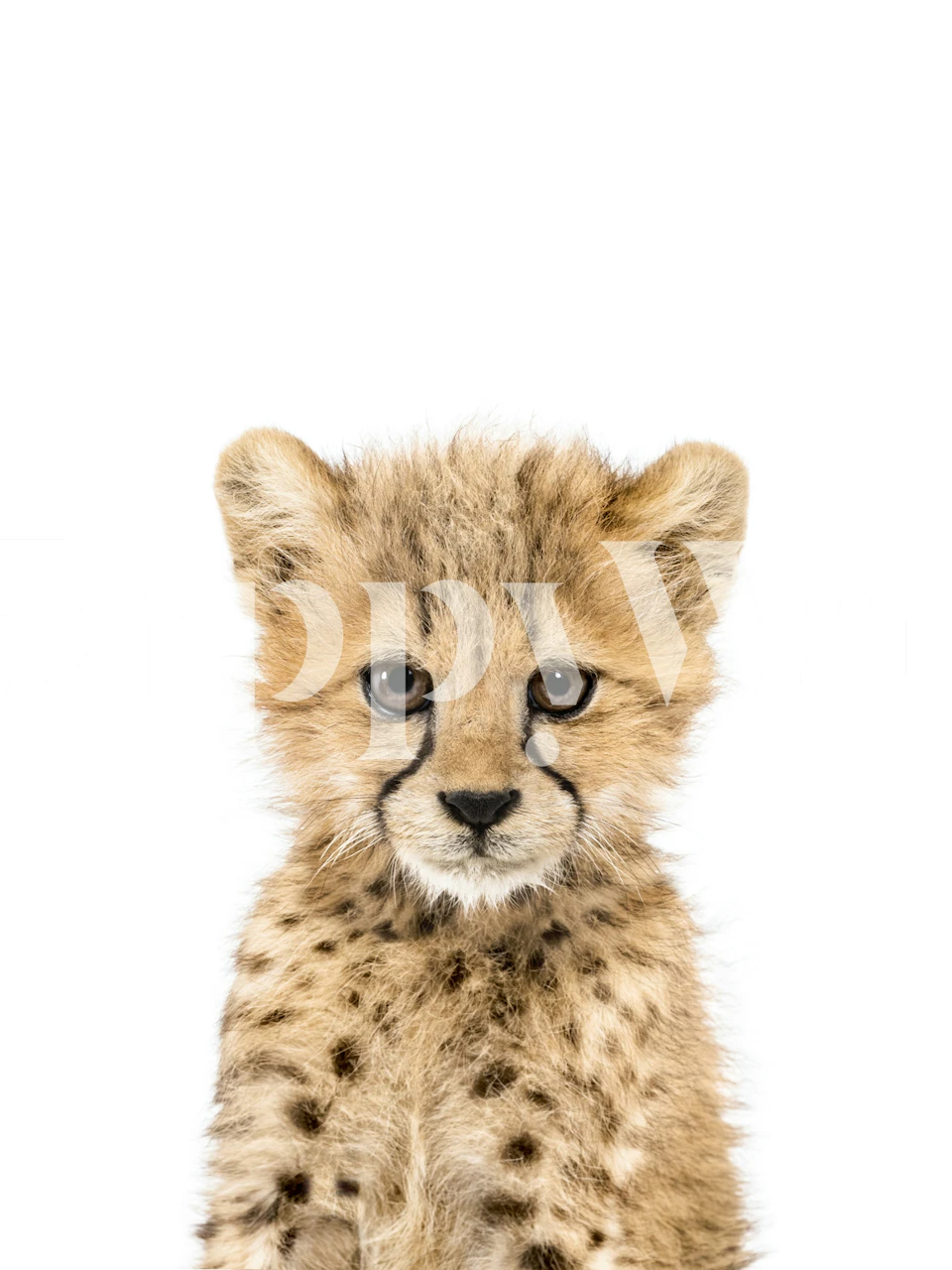 Baby cheetah wallpaper in a room