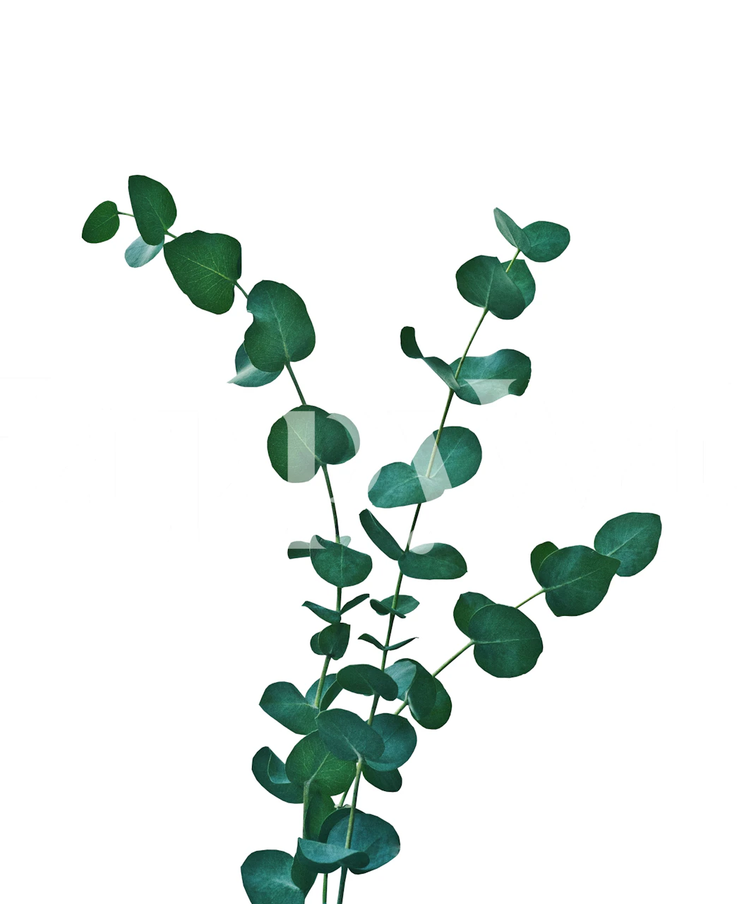 Eucalyptus Dream 1 wallpaper in a room