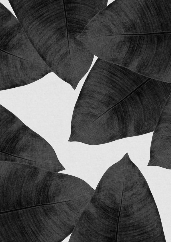 Banana Leaf Black & White II