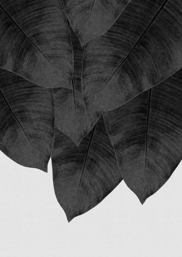 Banana Leaf Black & White III