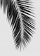Palm Leaf Black & White I