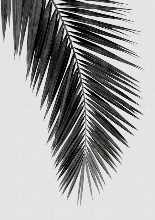 Black and White Palm Leaf Wallpaper