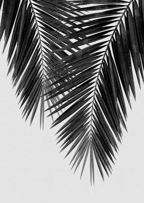 Palm Leaf Black & White II