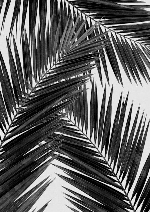 Black and White Palm Leaf Wallpaper