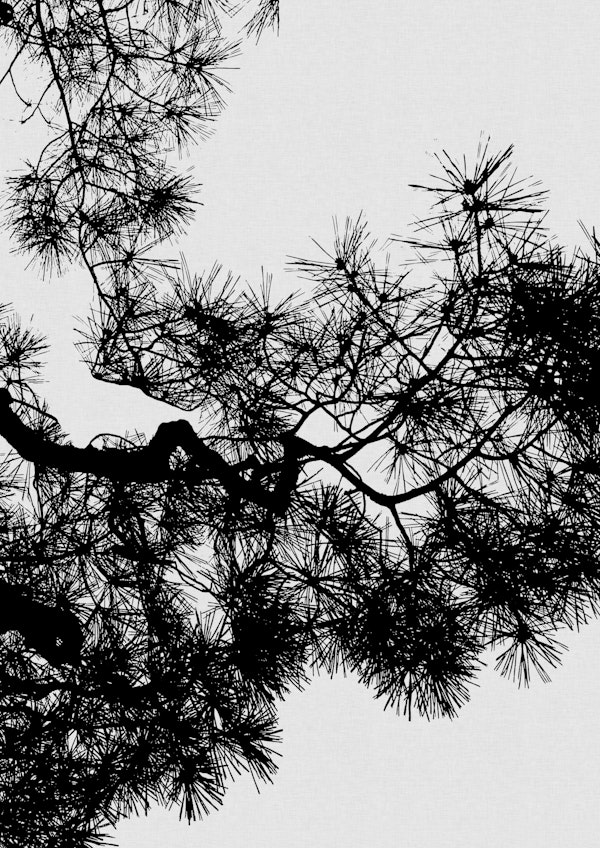 Pine Tree Black & White