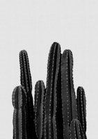 Cactus Black & White ταπετσαρία