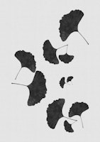 Ginkgo Leaf Black & White I wallpaper