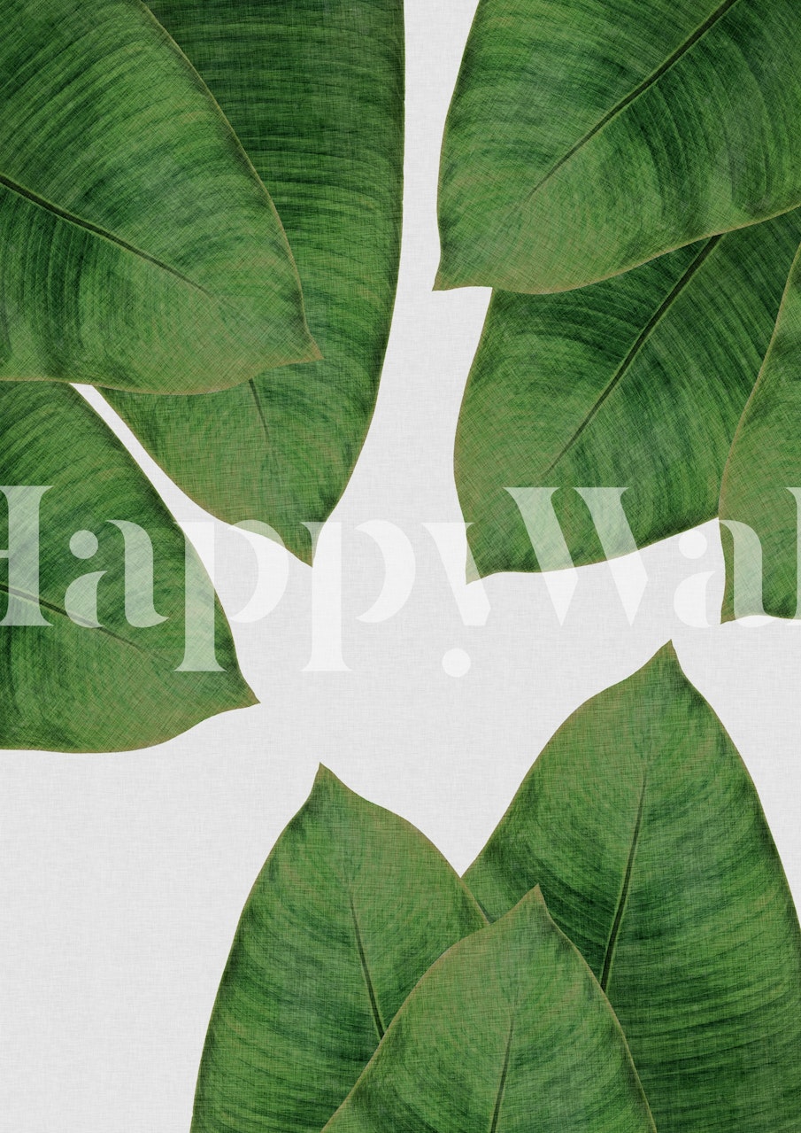 Green banana leaves on light background wallpaper