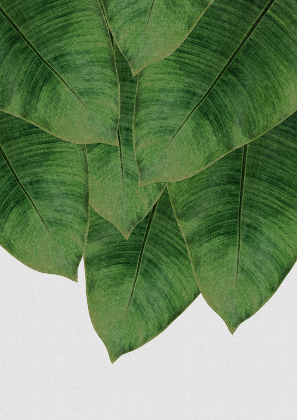 Banana Leaf III