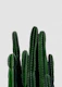 Cactus I